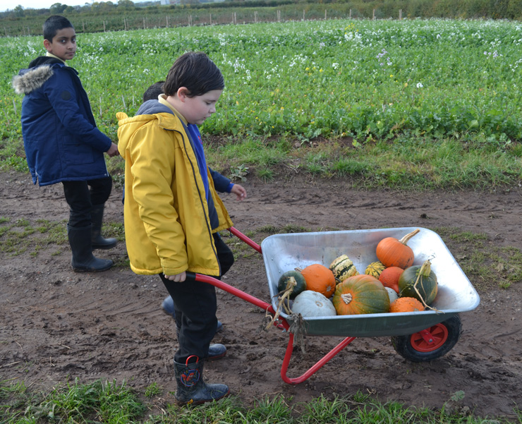 Pick your own Pumpkin