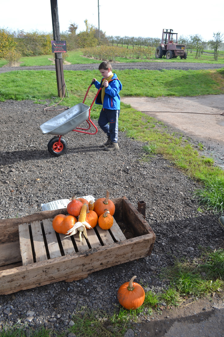 Pick your own Pumpkin